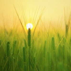 "Electronic agronomist" will give a crop forecast and advise farmers