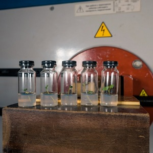 Scientists are developing a method of treating potatoes with a pulsed magnetic field