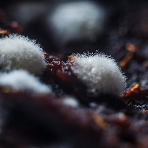 Самарские ученые с помощью импульсного магнитного поля увеличили эффективность​ антибиотика