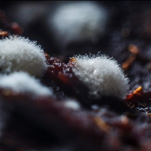 Samara scientists increased the antibiotic effectiveness using a pulsed magnetic field