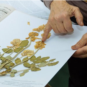 Samara University to Place Largest Collection of Volga-Urals Region Plants Online
