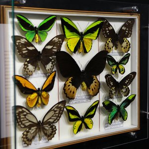 Samara University Presents the Smart Butterfly House Project