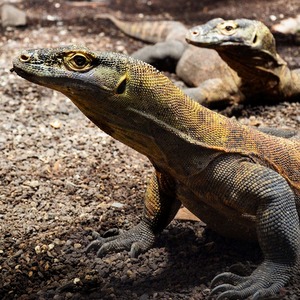 About the Dragons – Mythical, Extinct and Now Living!