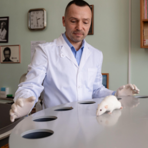 Samara Biologists Experimentally Determined How Antibiotics Affect Rats’ Behavior and Mood