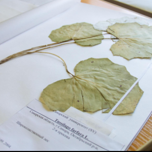 Flora Collection of Volga-Ural Region Included in Global Knowledge Base on Earth's Life