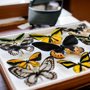 На базе Самарского университета планируют создать мультимедийную выставку из 75 тысяч экспонатов бабочек