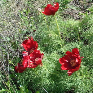 Paeonia Tenuifolia from the Red Book blooms again in Samara Oblast